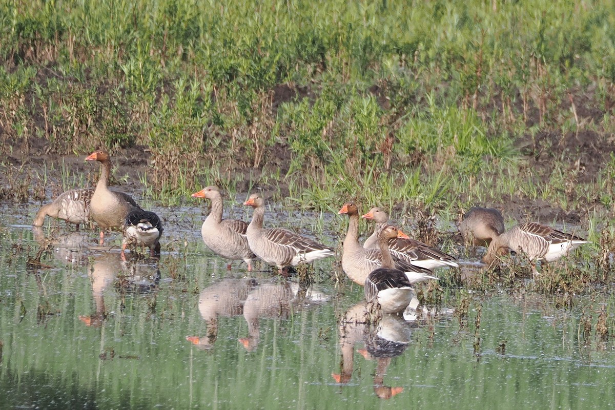 Graylag Goose - ML638210440