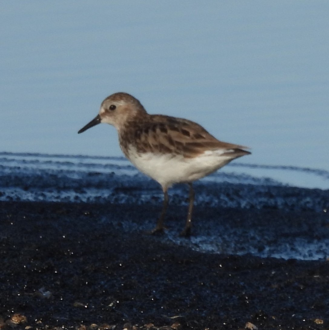 Least Sandpiper - ML638210445