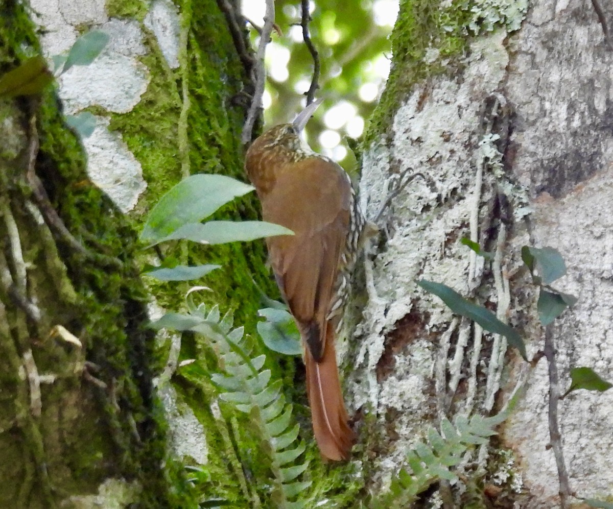 Scaled Woodcreeper - ML638210452