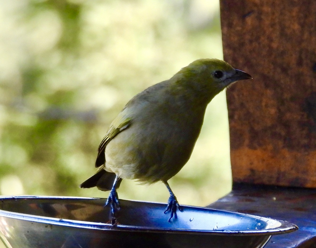Palm Tanager - ML638210468