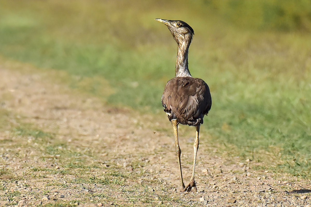 Australian Bustard - ML638210484