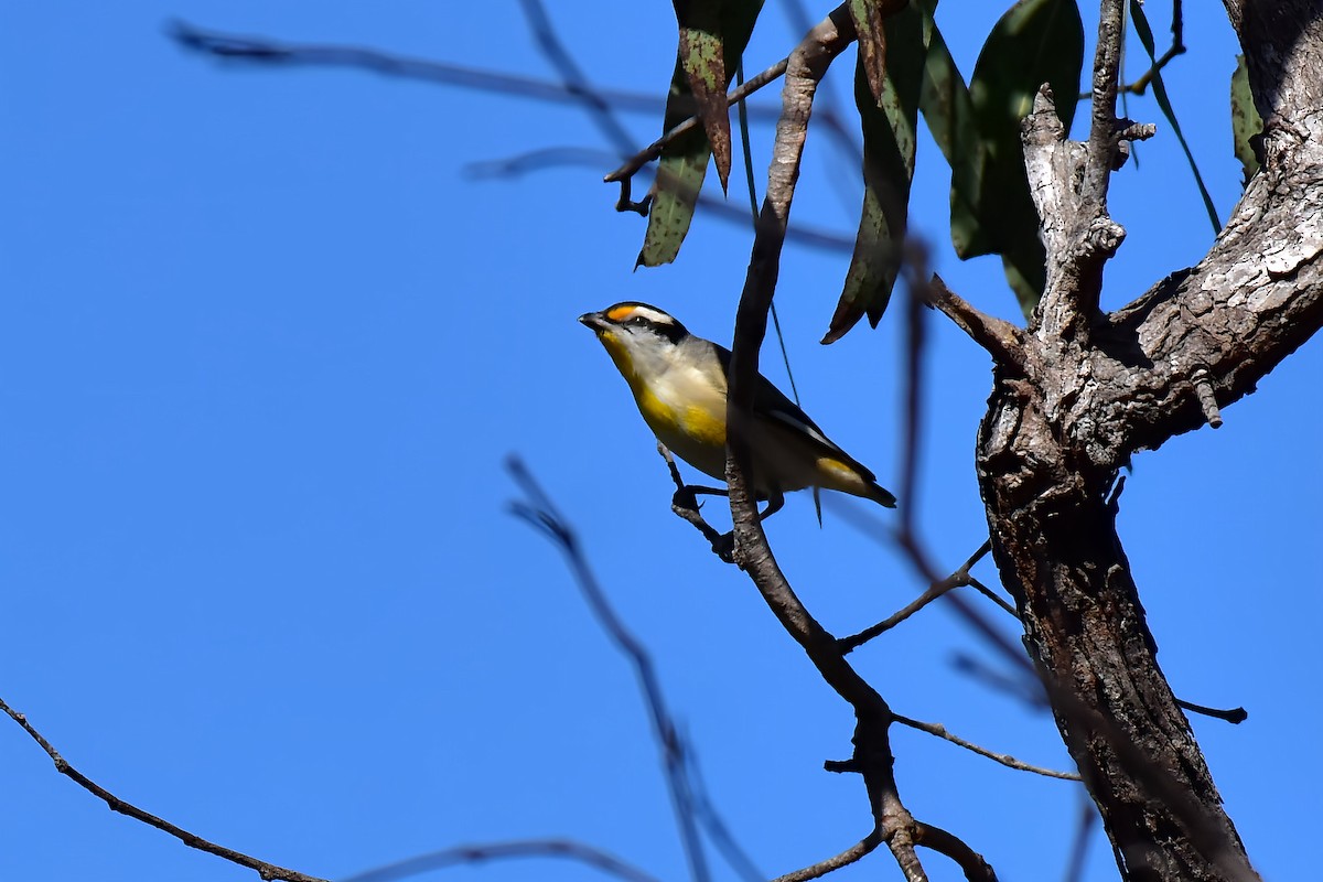 Striated Pardalote (Black-headed) - ML638210513