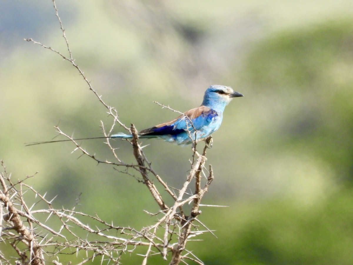 Abyssinian Roller - ML638210517
