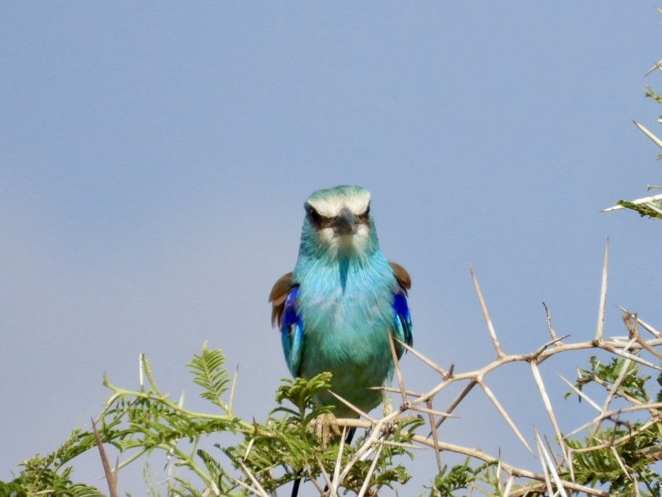 Abyssinian Roller - ML638210518