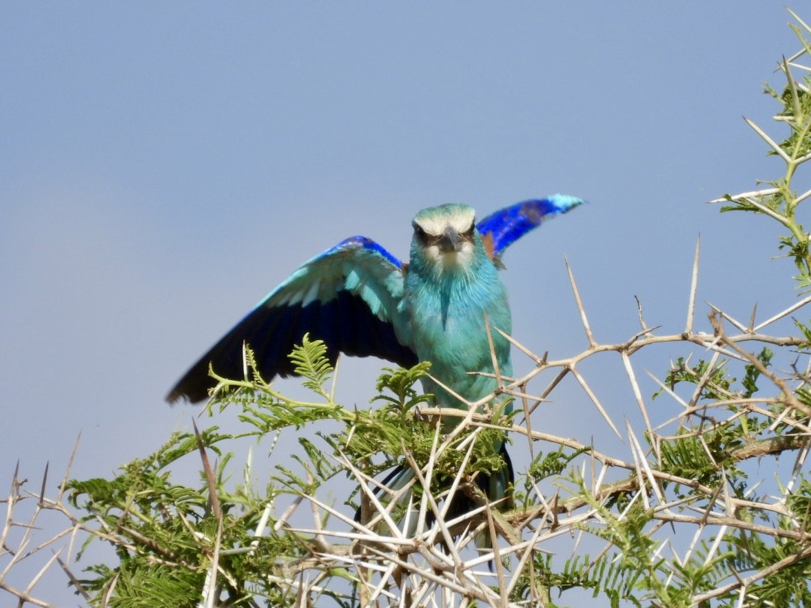 Abyssinian Roller - ML638210520