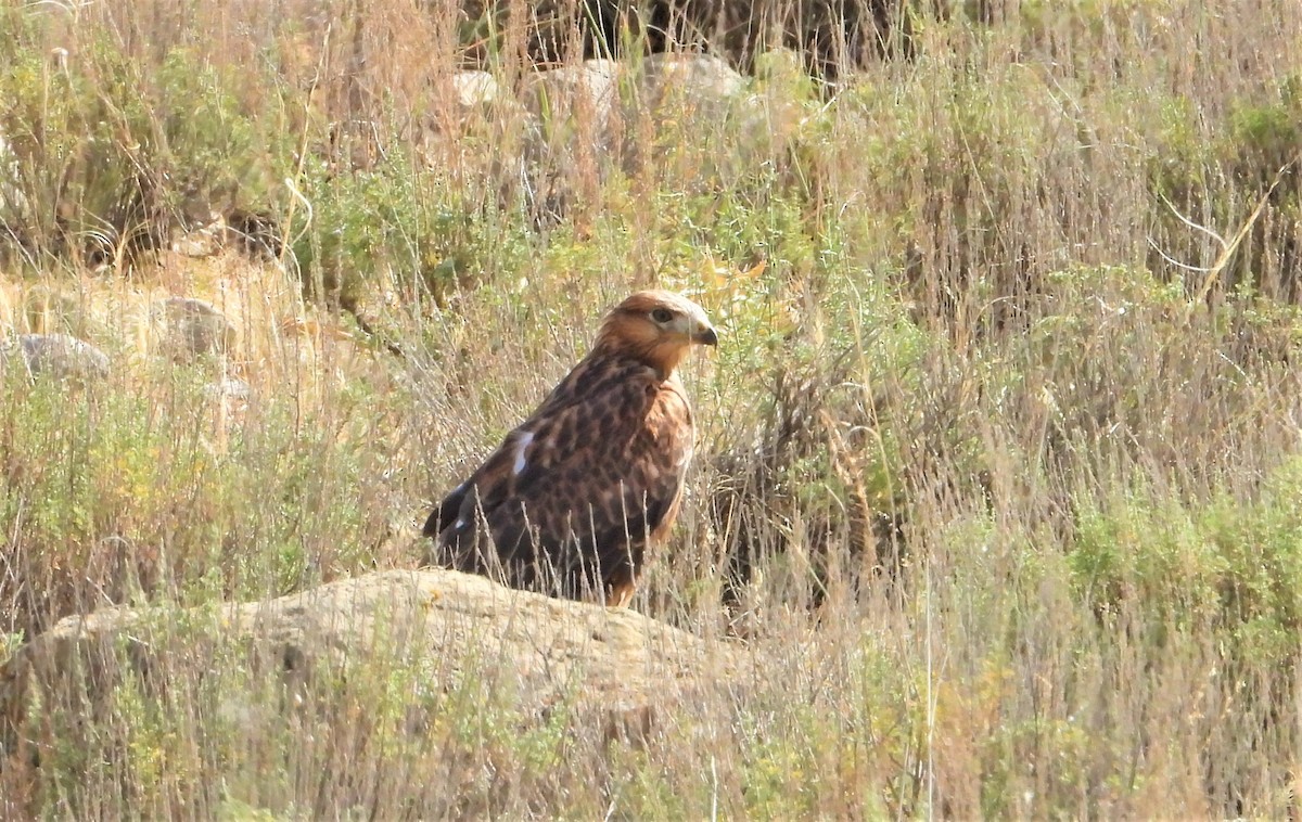 Long-legged Buzzard - ML638210525