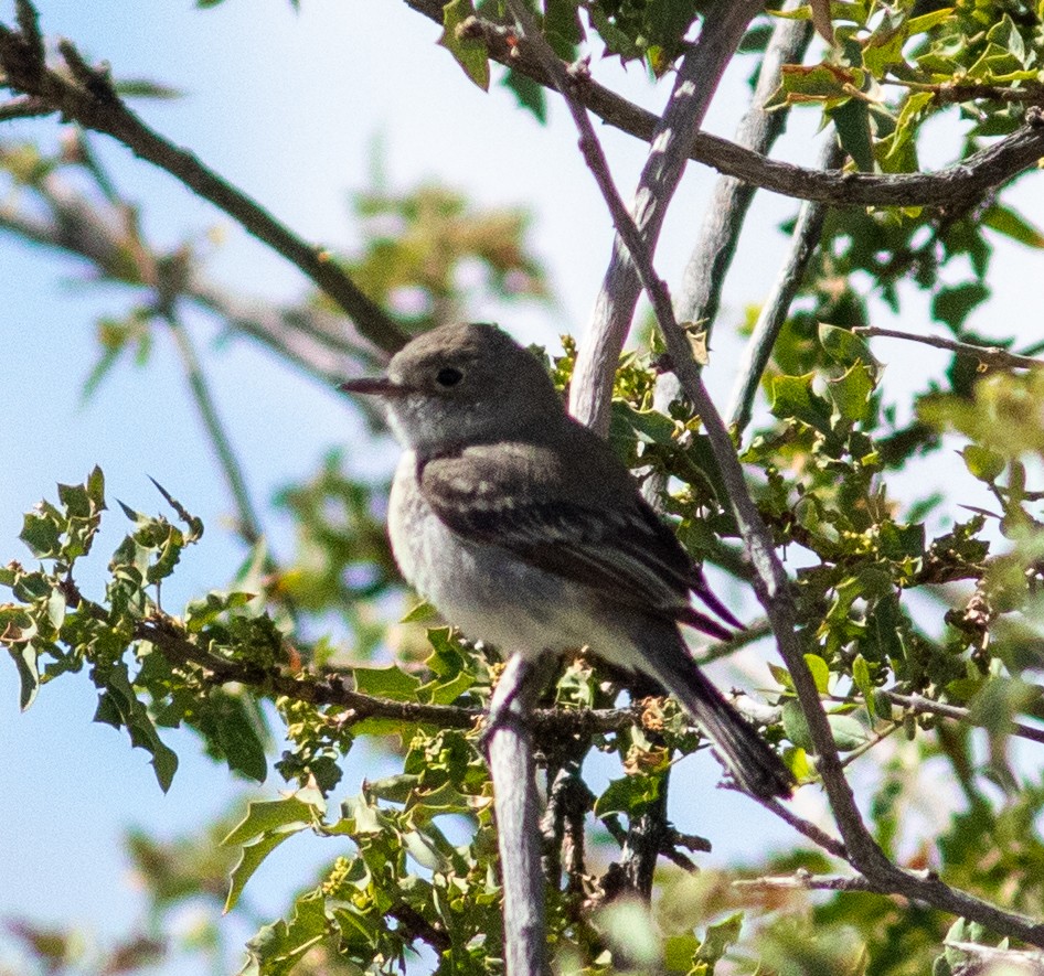 Gray Flycatcher - ML638210554