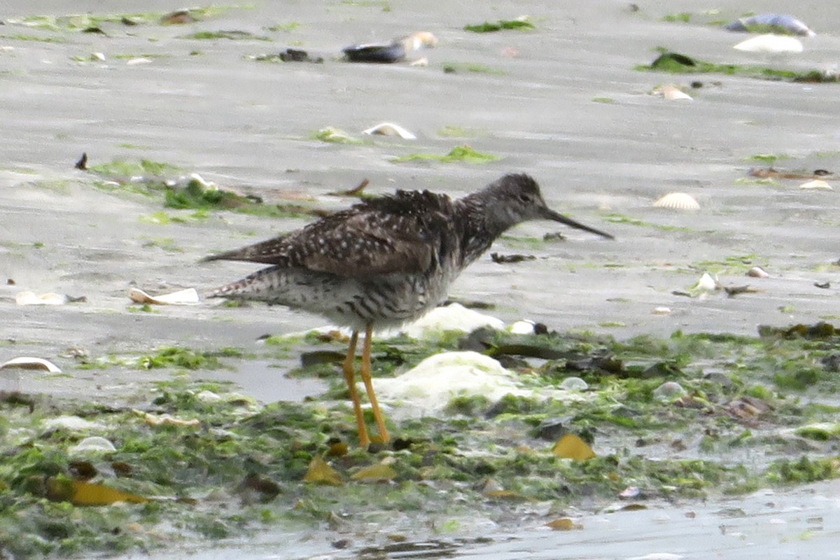 Greater Yellowlegs - ML638210584