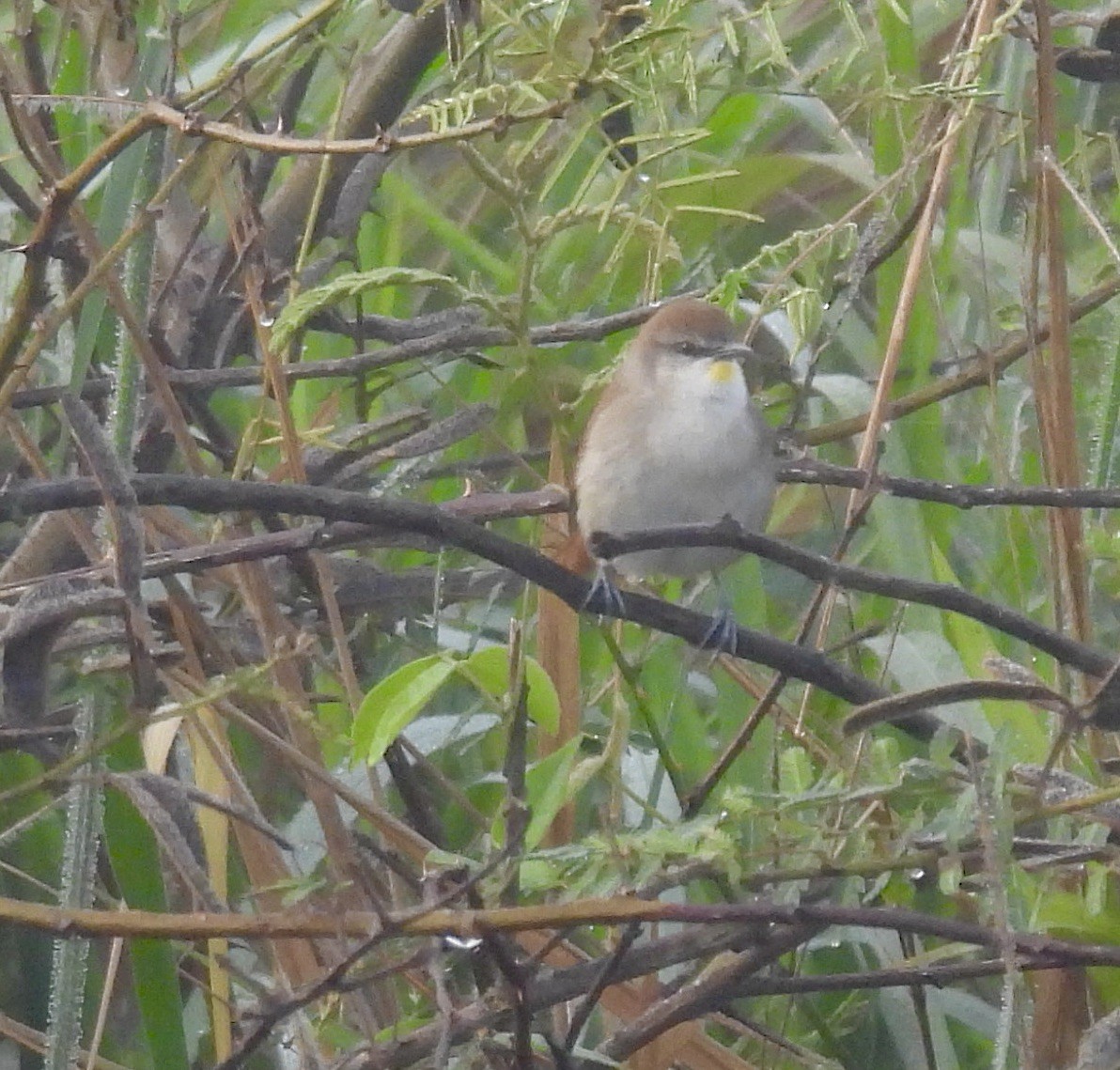 Yellow-chinned Spinetail - ML638210601