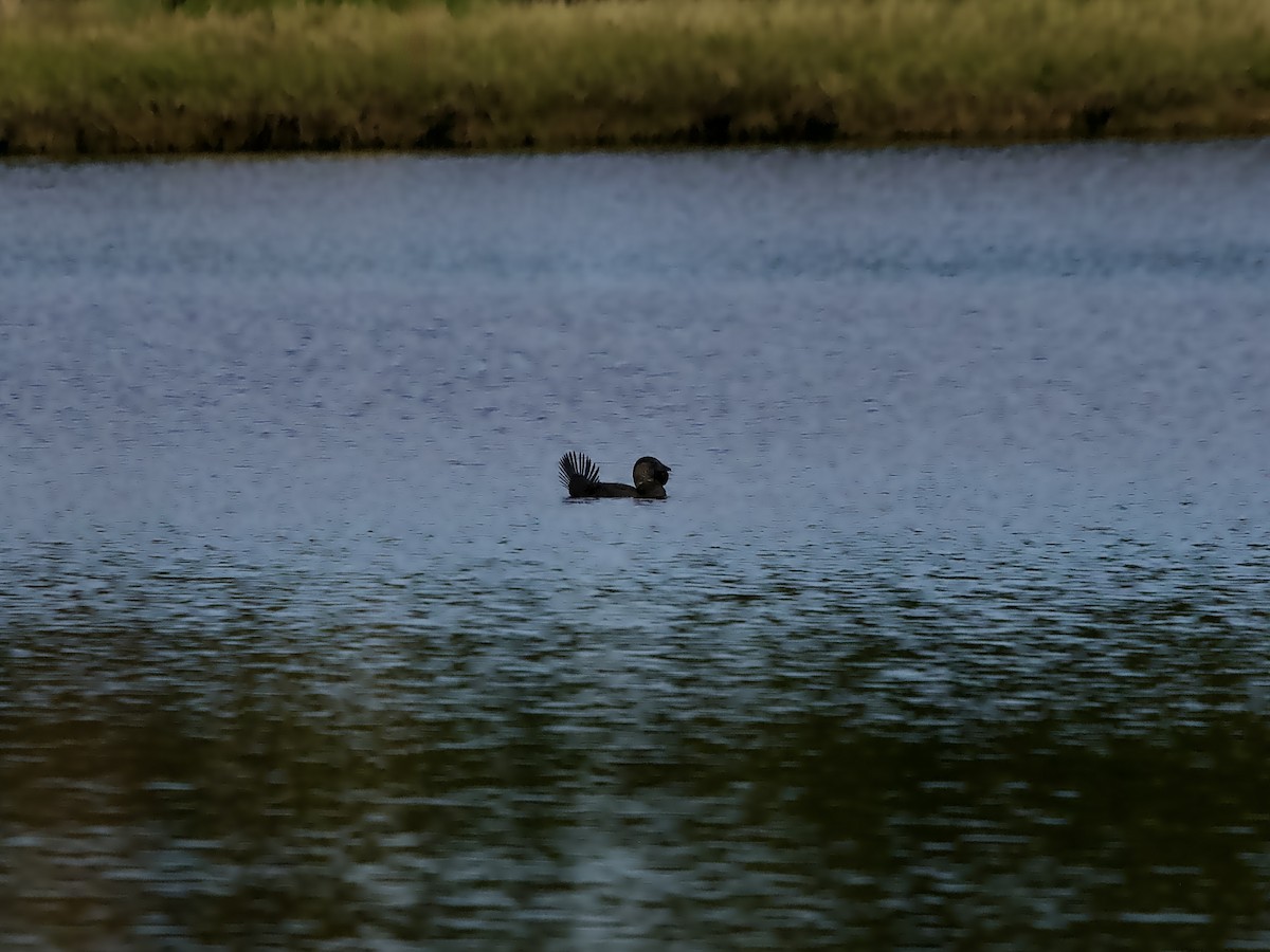 Musk Duck - ML638210615