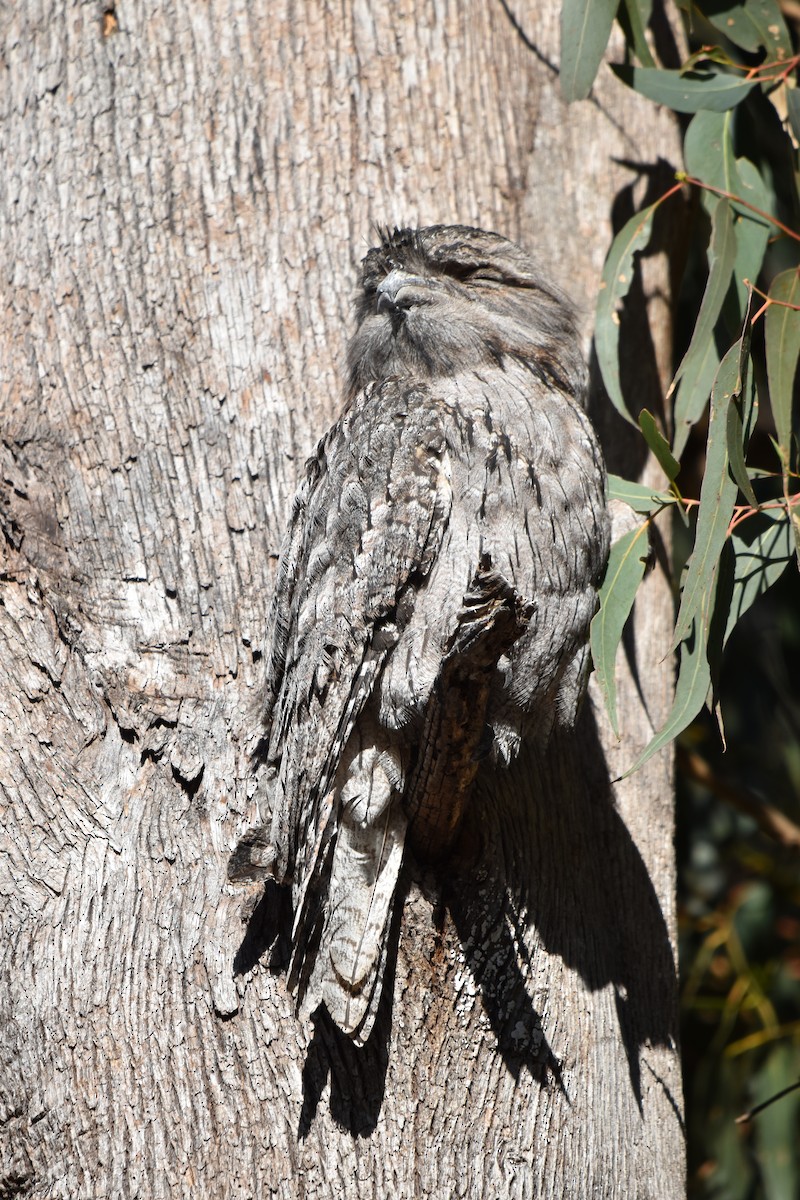 Tawny Frogmouth - ML638210648