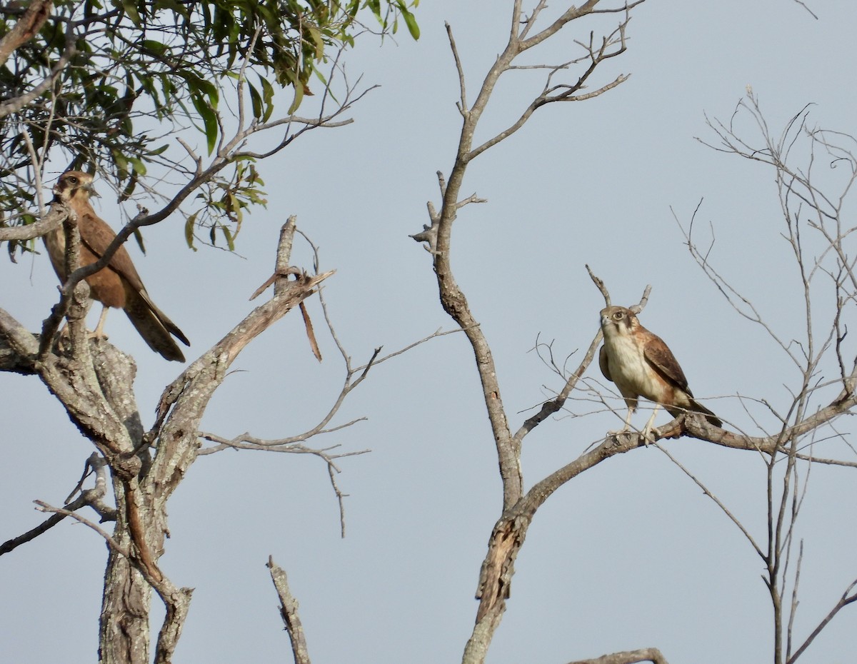 Brown Falcon - ML638210661