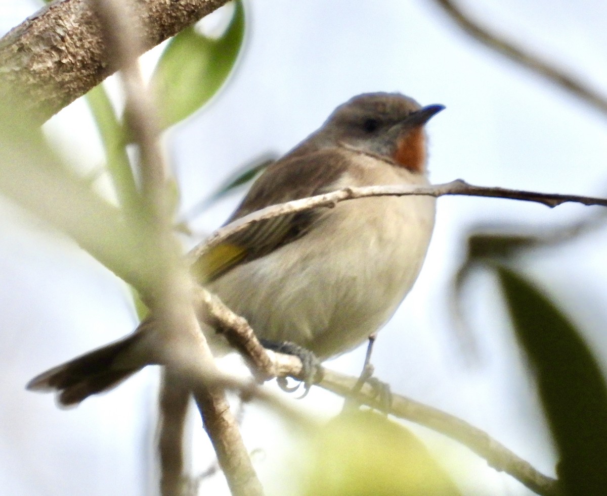 Rufous-throated Honeyeater - ML638210665