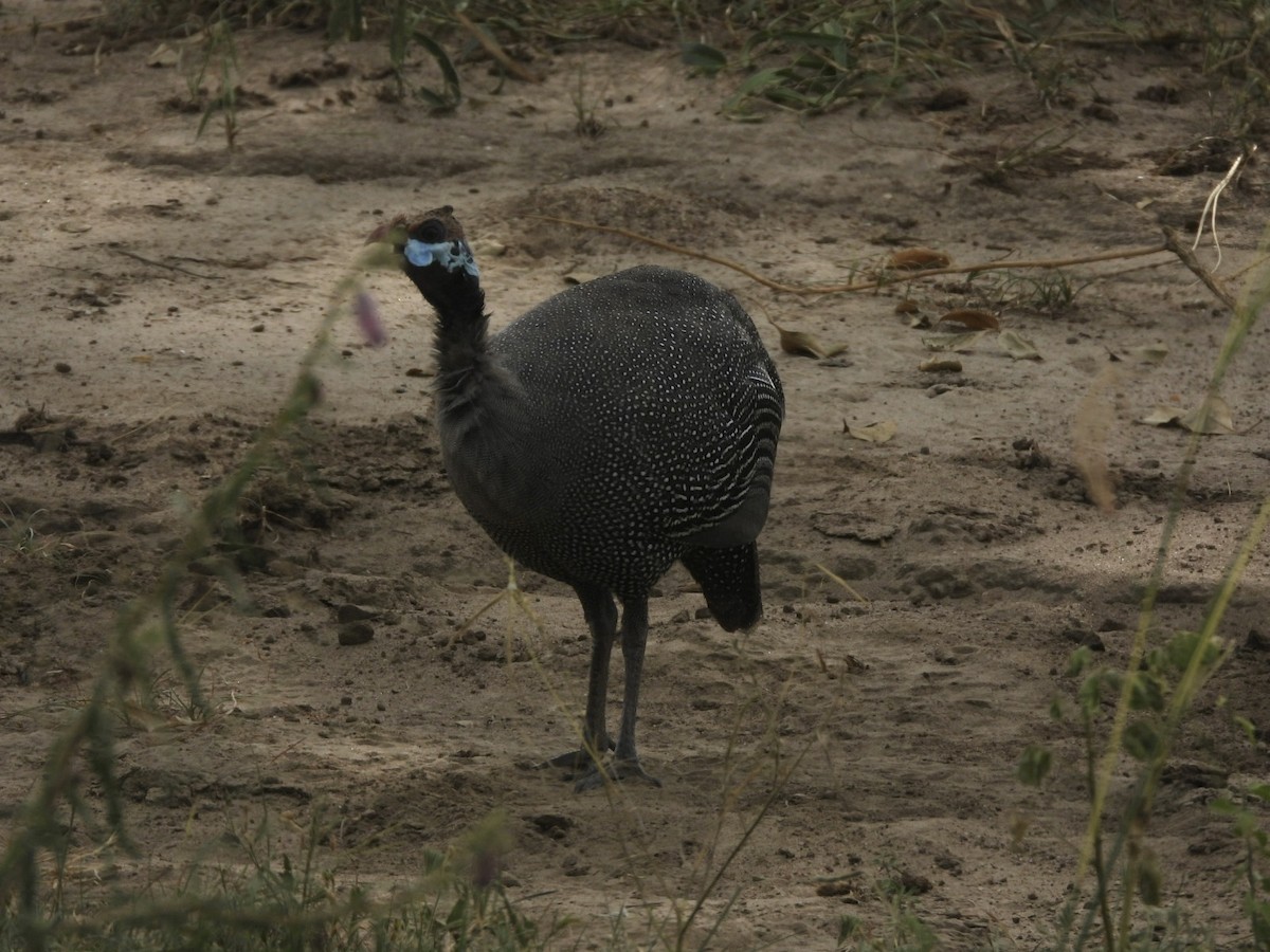 ホロホロチョウ - ML638210697