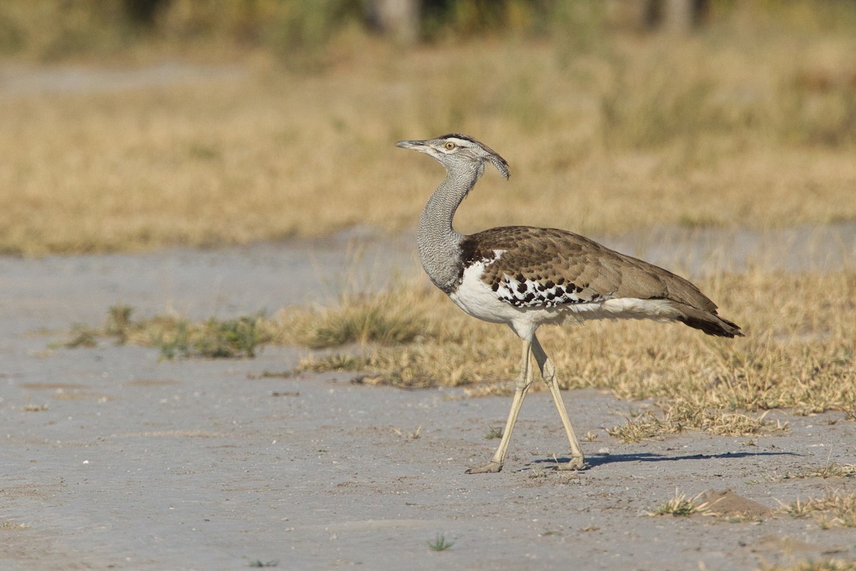 Kori Bustard - ML638210757