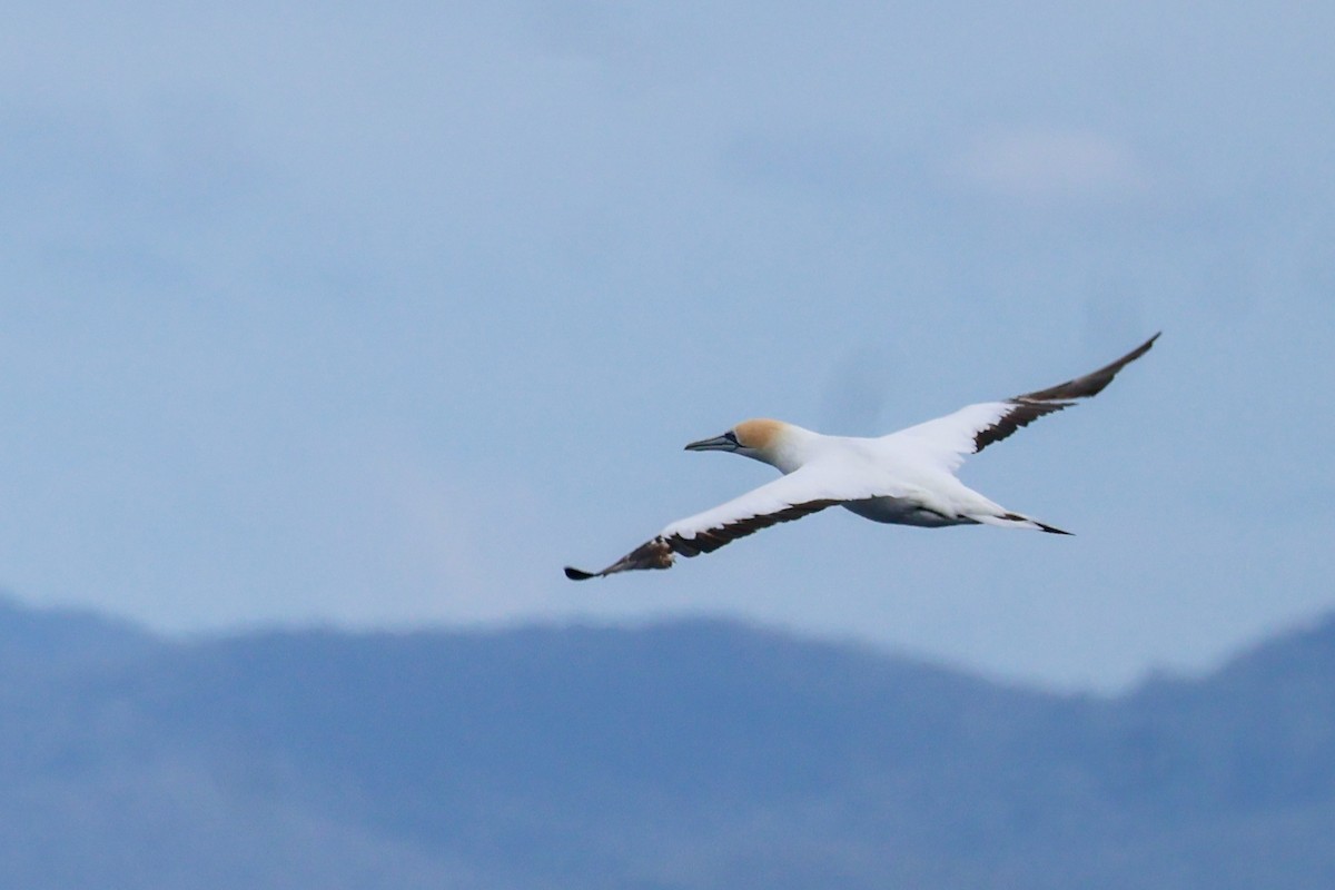 Australasian Gannet - ML638210759