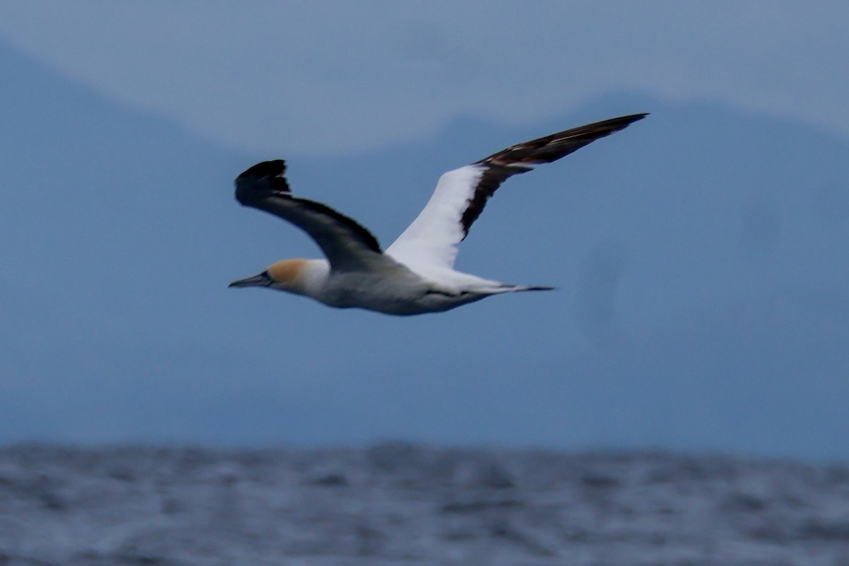 Australasian Gannet - ML638210760