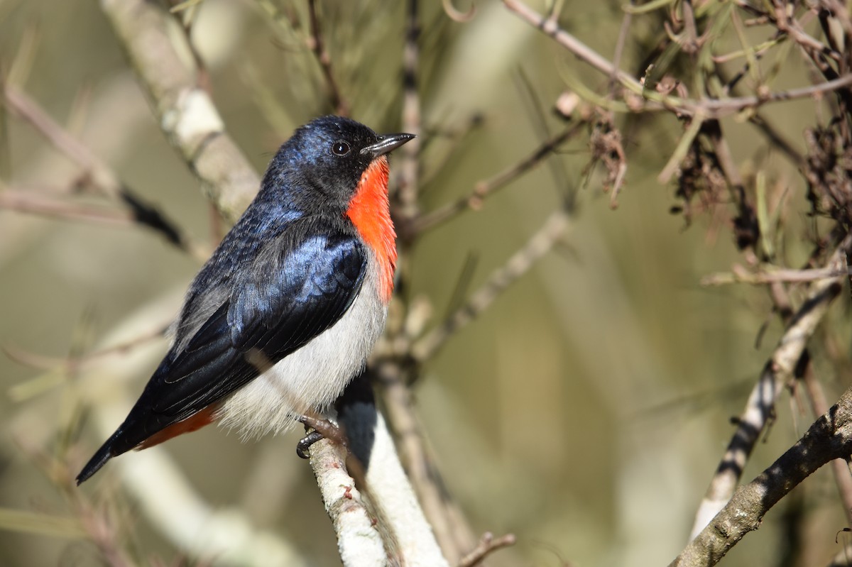 Mistletoebird - ML638210764