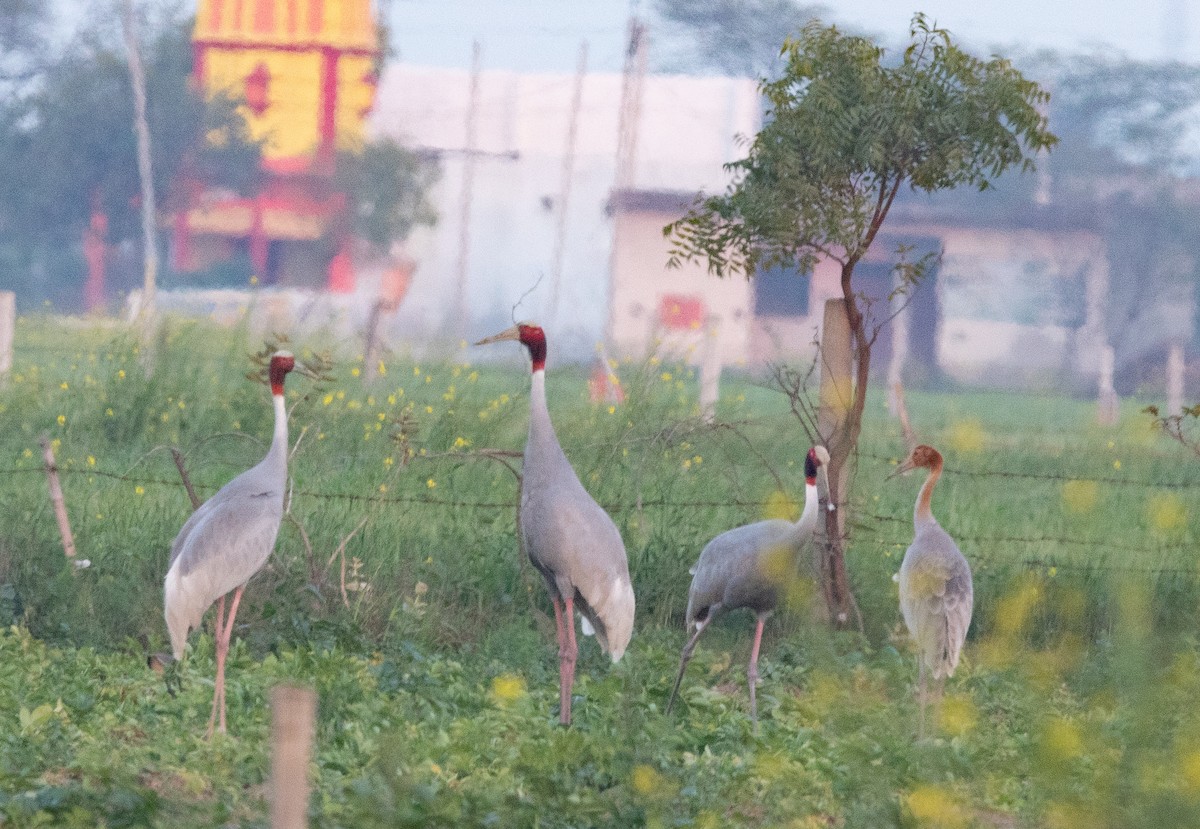 Sarus Crane - ML638210768