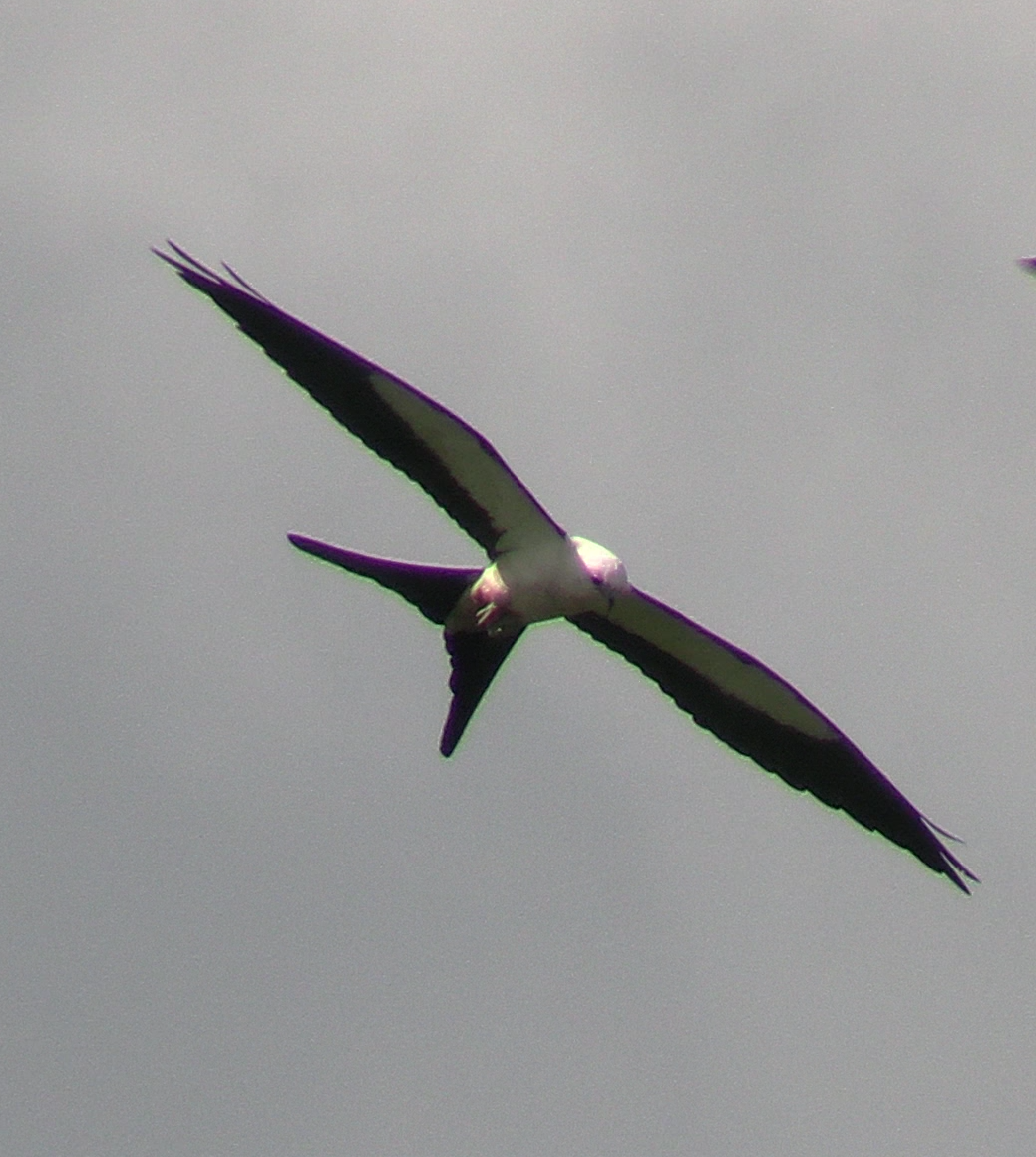 Swallow-tailed Kite - ML638210772