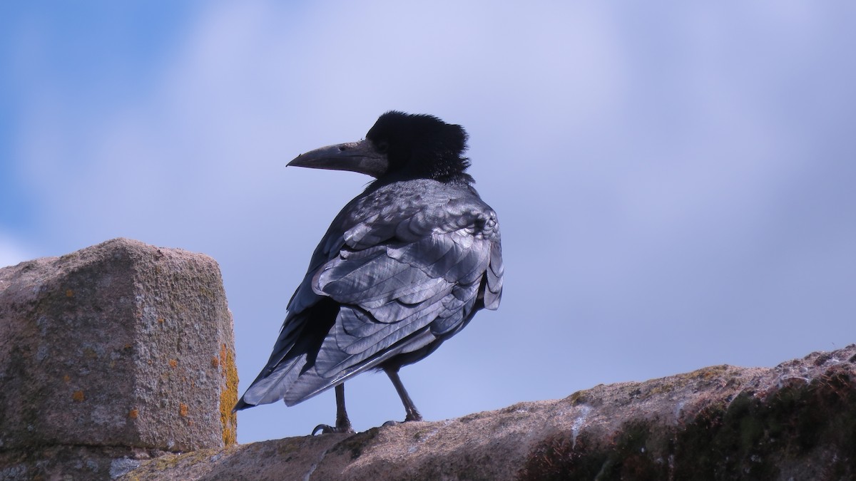 Rook - ML638210811