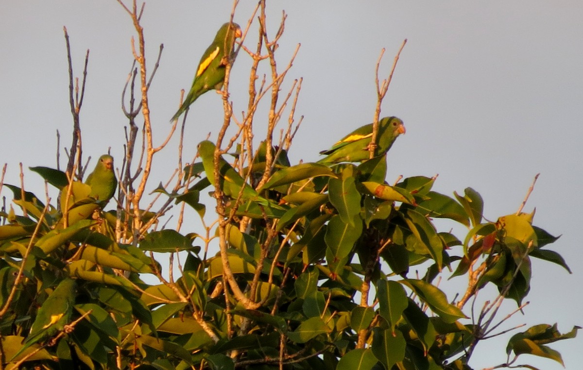 White-winged Parakeet - ML638210837