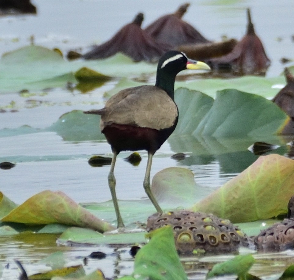 Bronze-winged Jacana - ML638210838