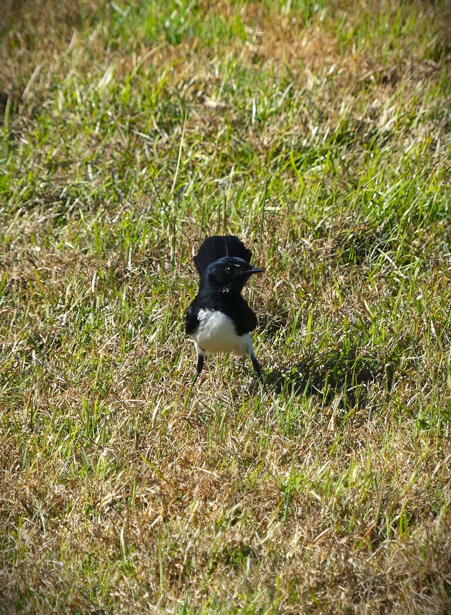 Willie-wagtail - ML638210842