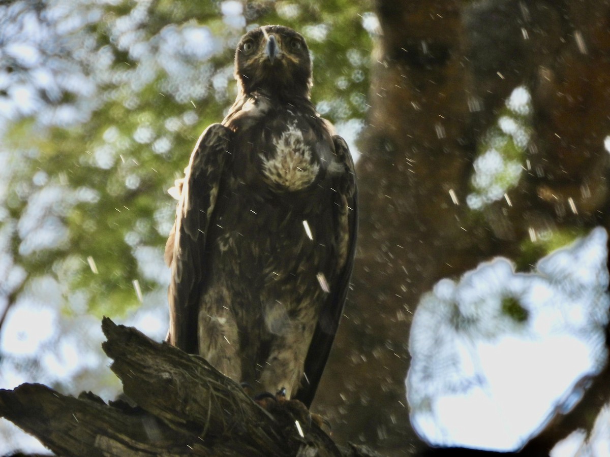 Tawny Eagle - ML638210853