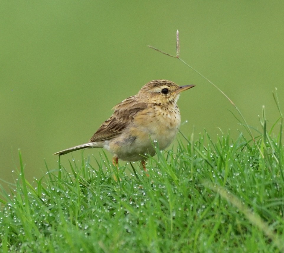 Paddyfield Pipit - ML638210871