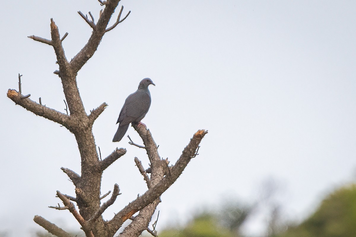 Black Wood-Pigeon - ML638210891