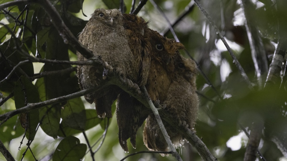 Sokoke Scops-Owl - ML638210894