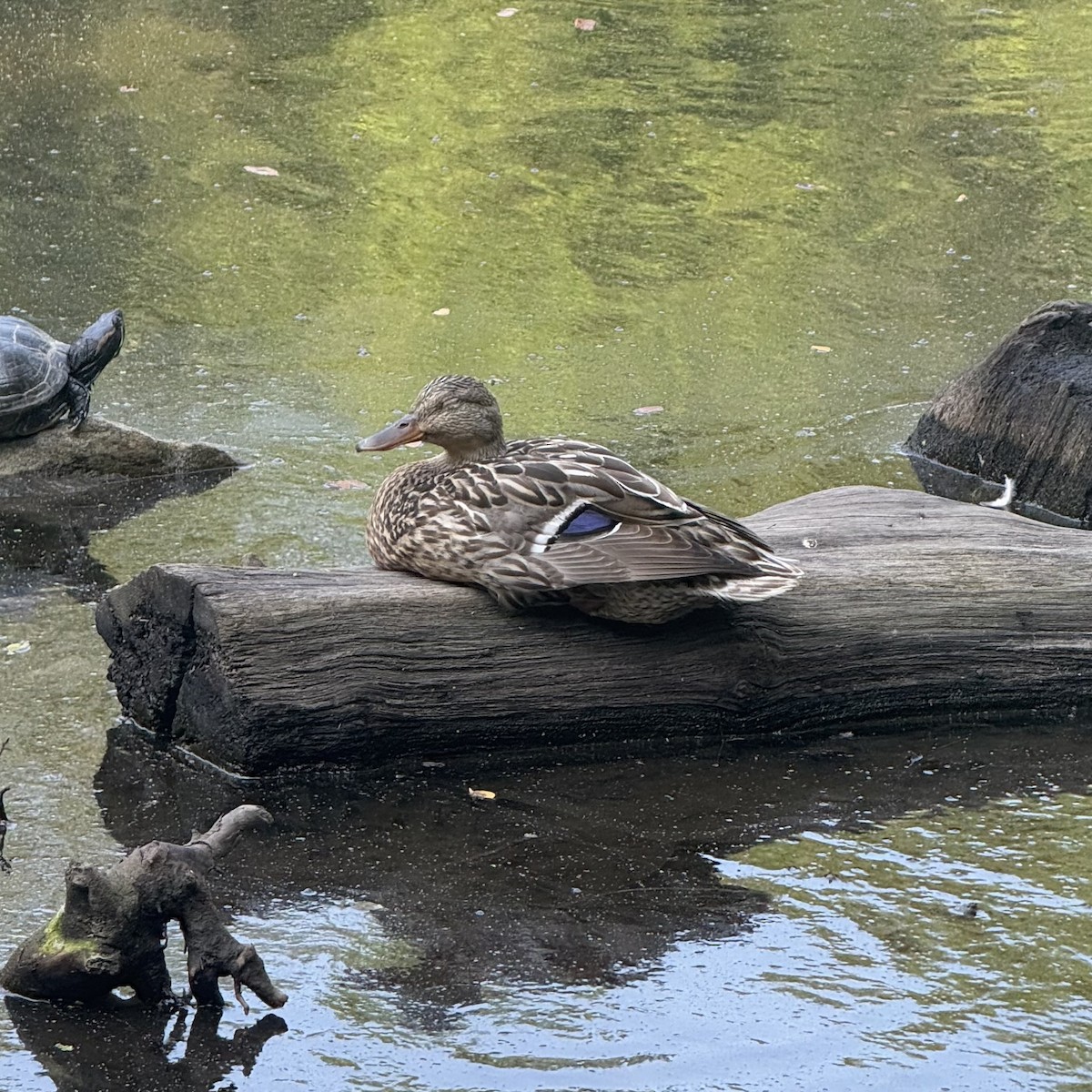 Mallard - ML638210898