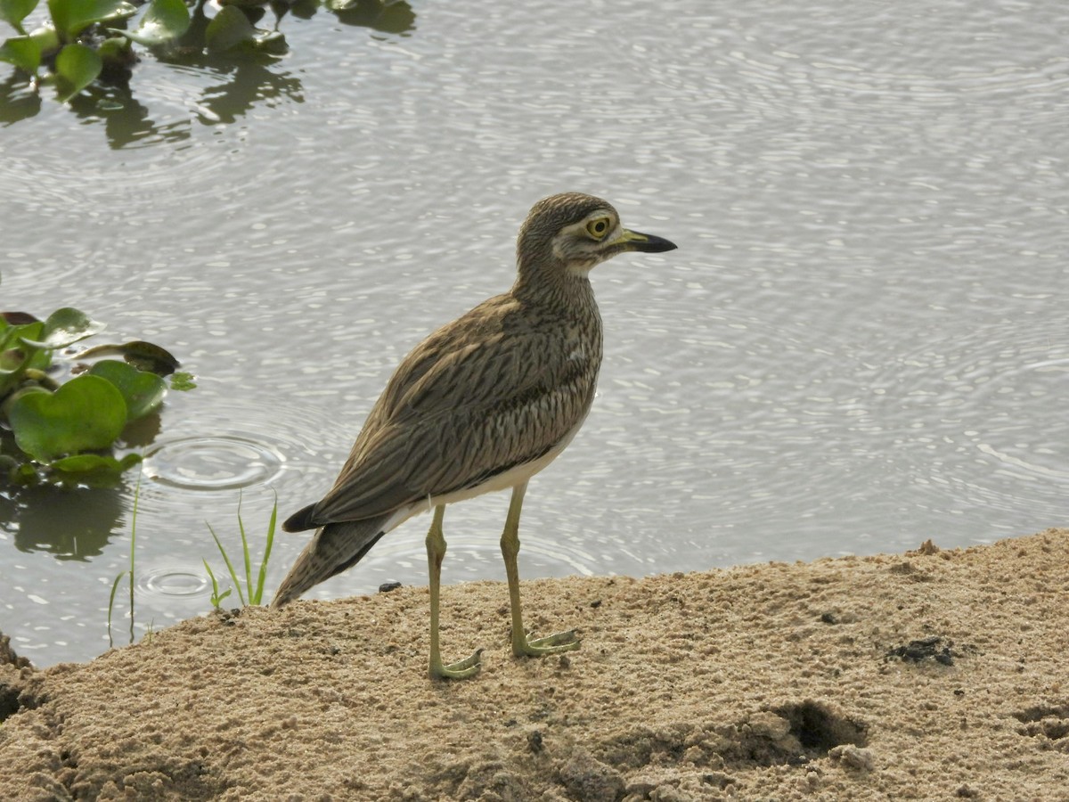 Senegal Thick-knee - ML638210935