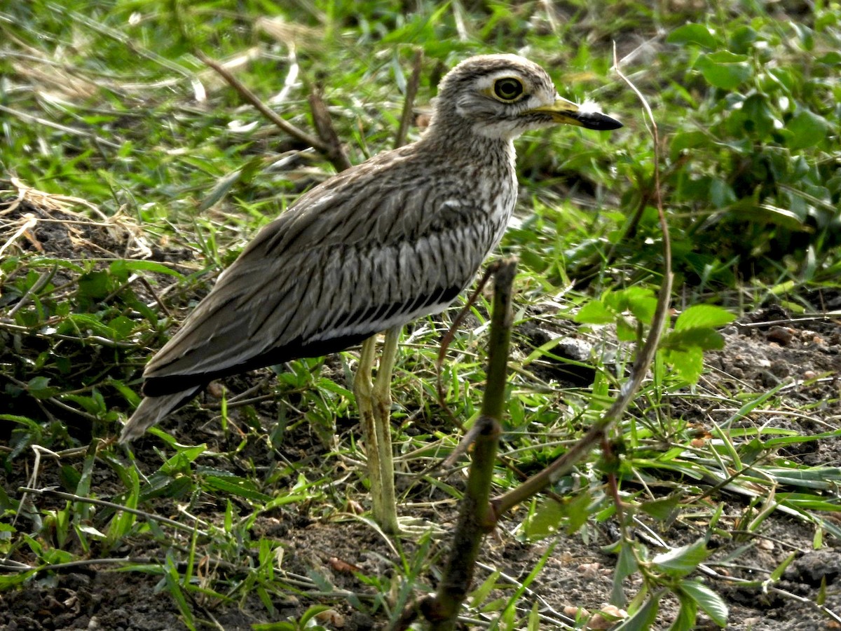 Senegal Thick-knee - ML638210936