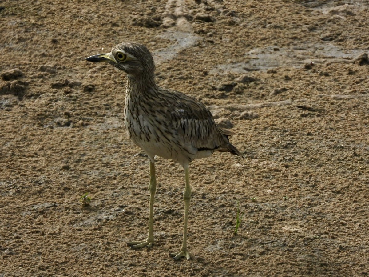 Senegal Thick-knee - ML638210937