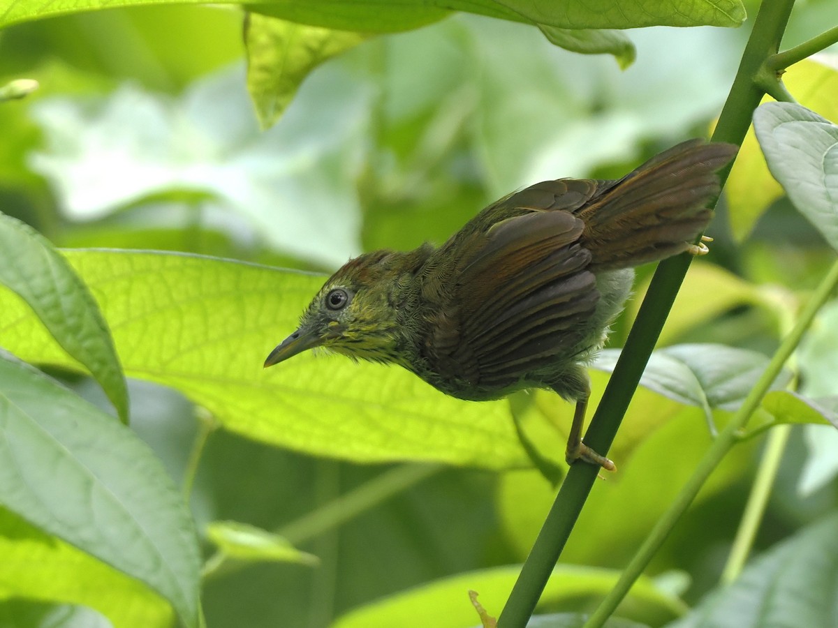 Pin-striped Tit-Babbler - ML638210939