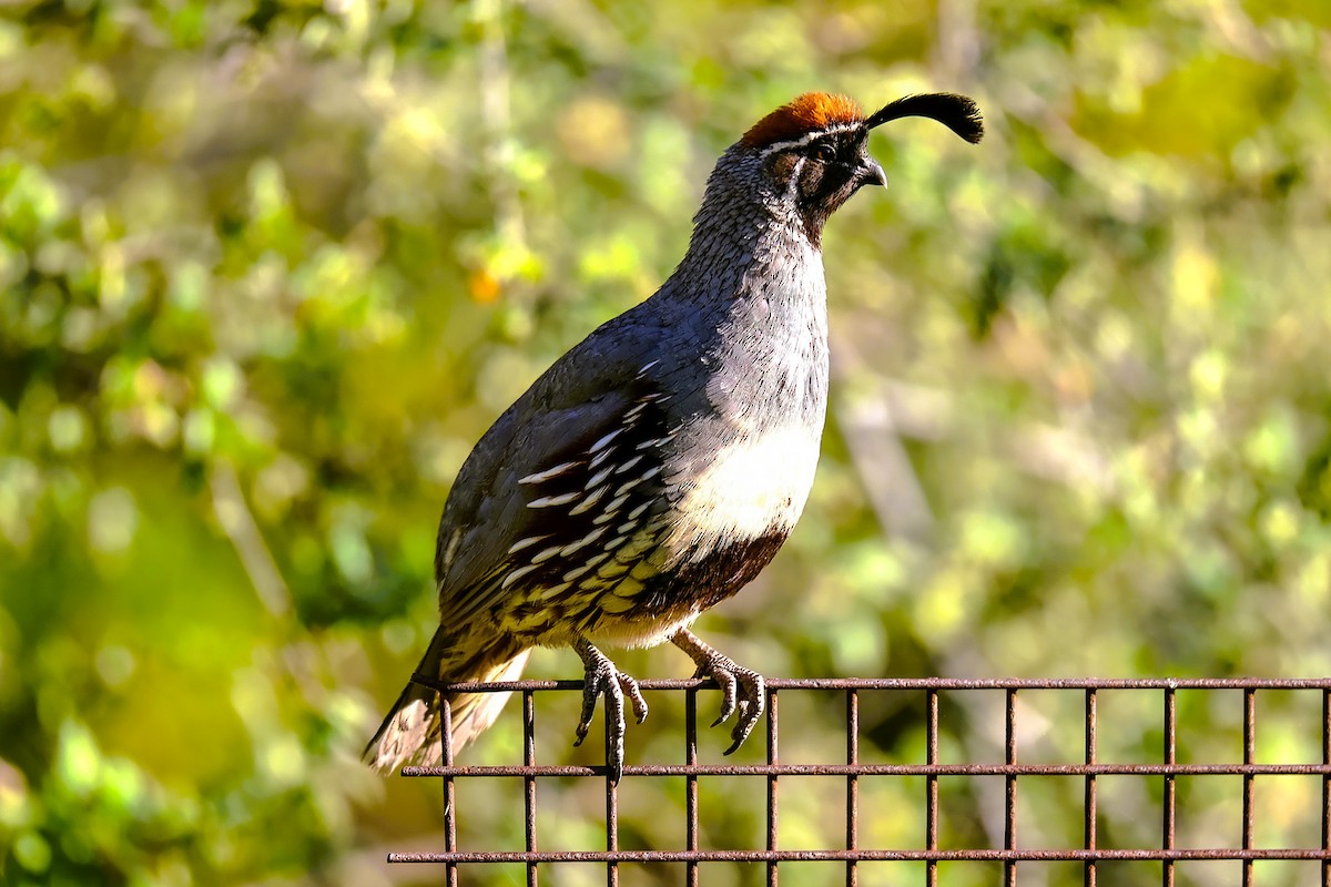 Gambel's Quail - ML638210972