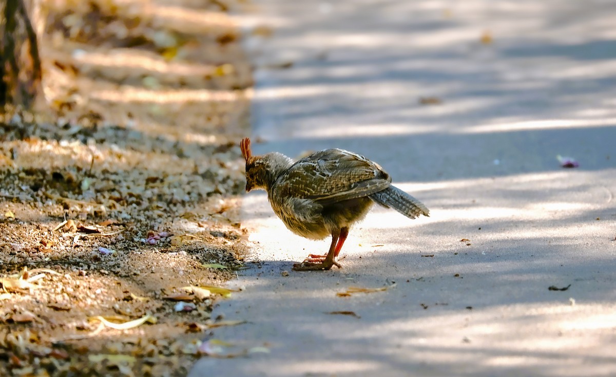 Gambel's Quail - ML638210973