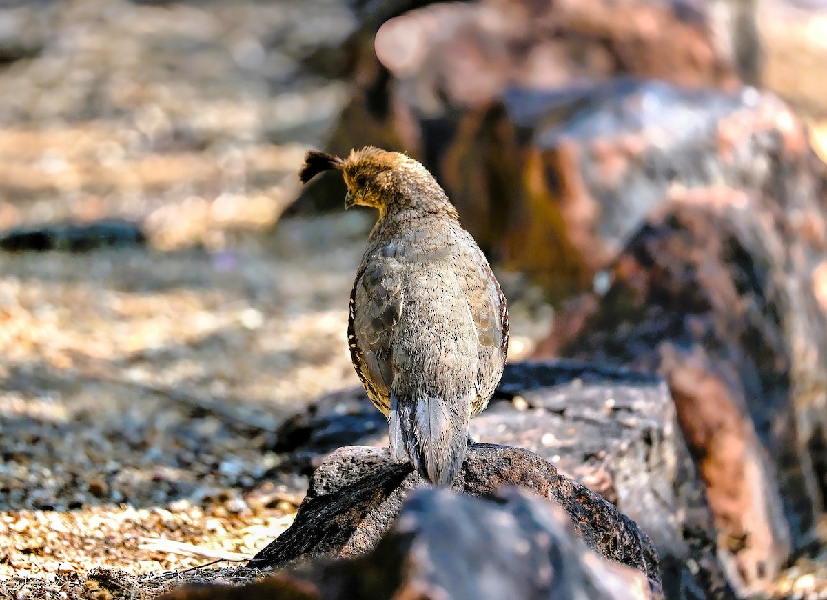 Gambel's Quail - ML638210974