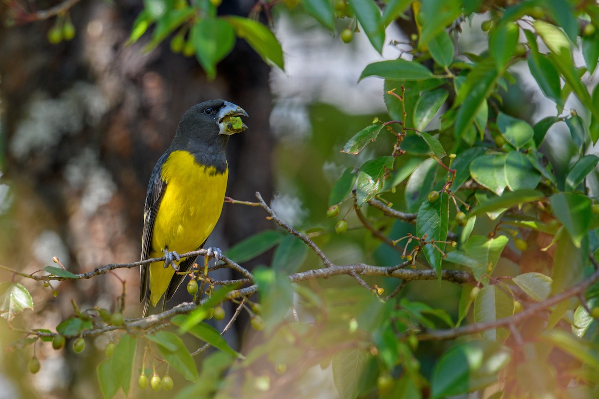 Spot-winged Grosbeak - ML638210976
