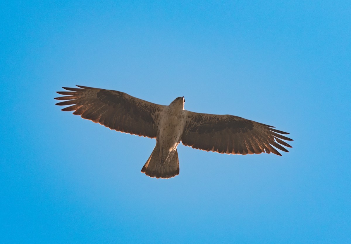 Bonelli's Eagle - ML638210977