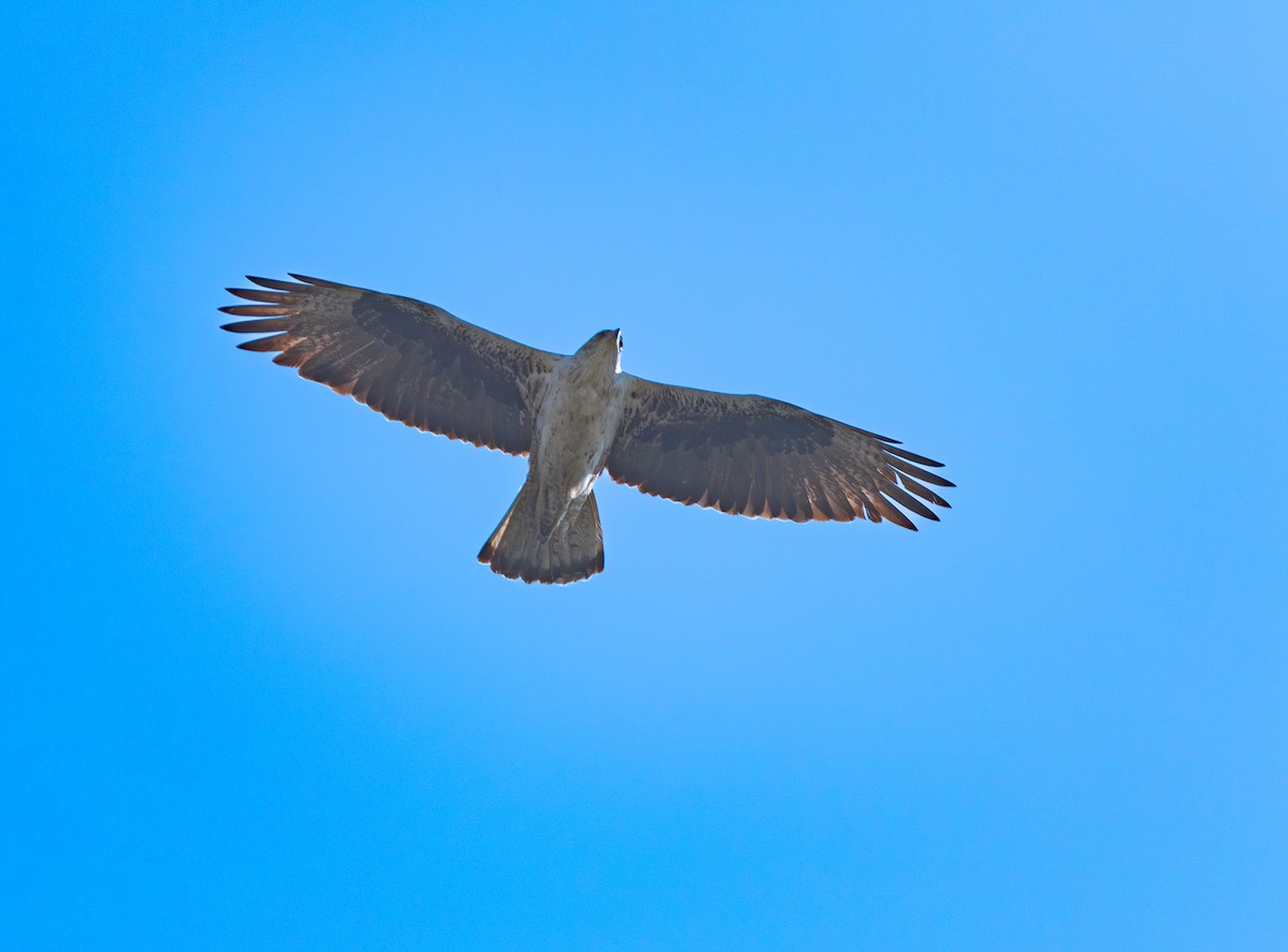 Bonelli's Eagle - ML638210978