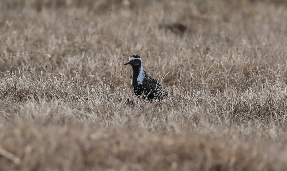 American Golden-Plover - ML638210988