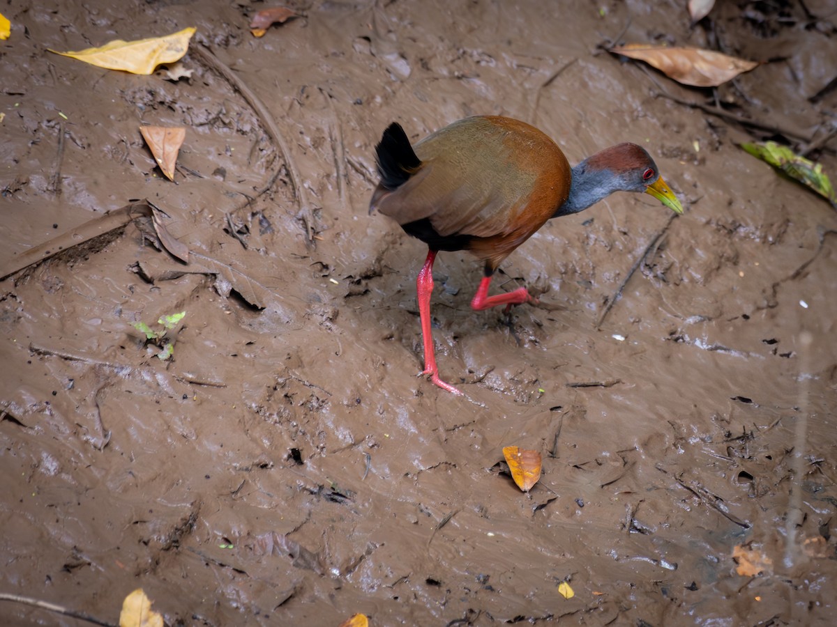 Russet-naped Wood-Rail - ML638210996