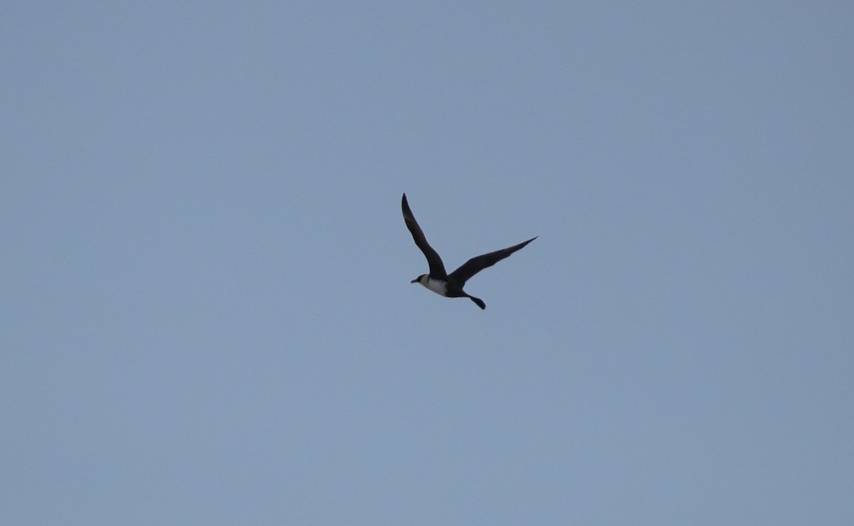 Pomarine Jaeger - ML638211008