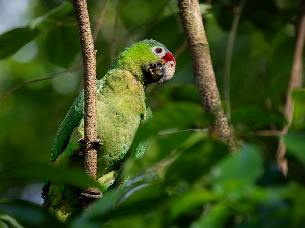 Red-lored Amazon - ML638211009