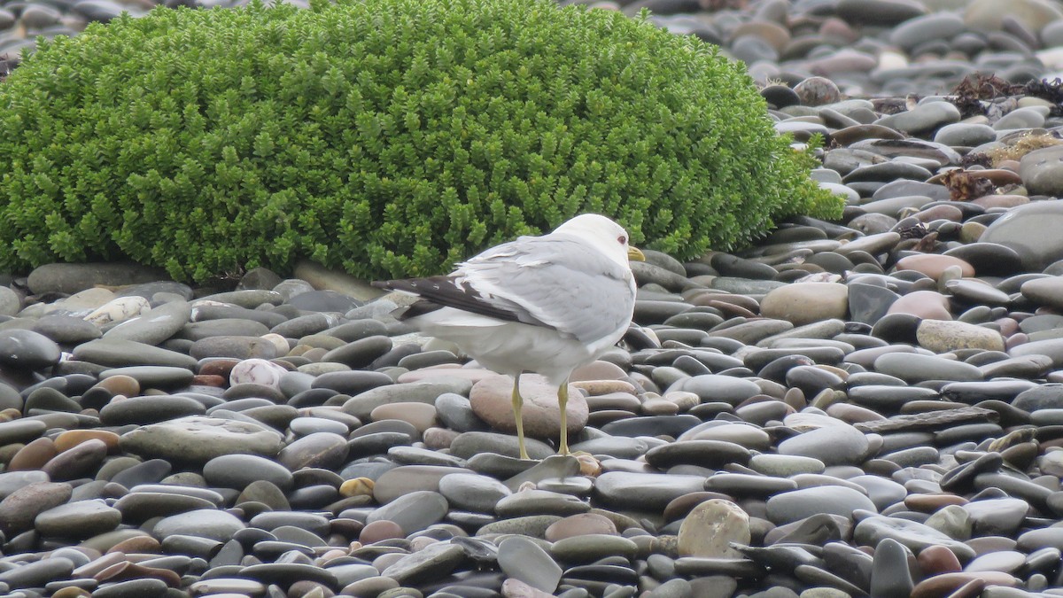 Common Gull - ML638211027