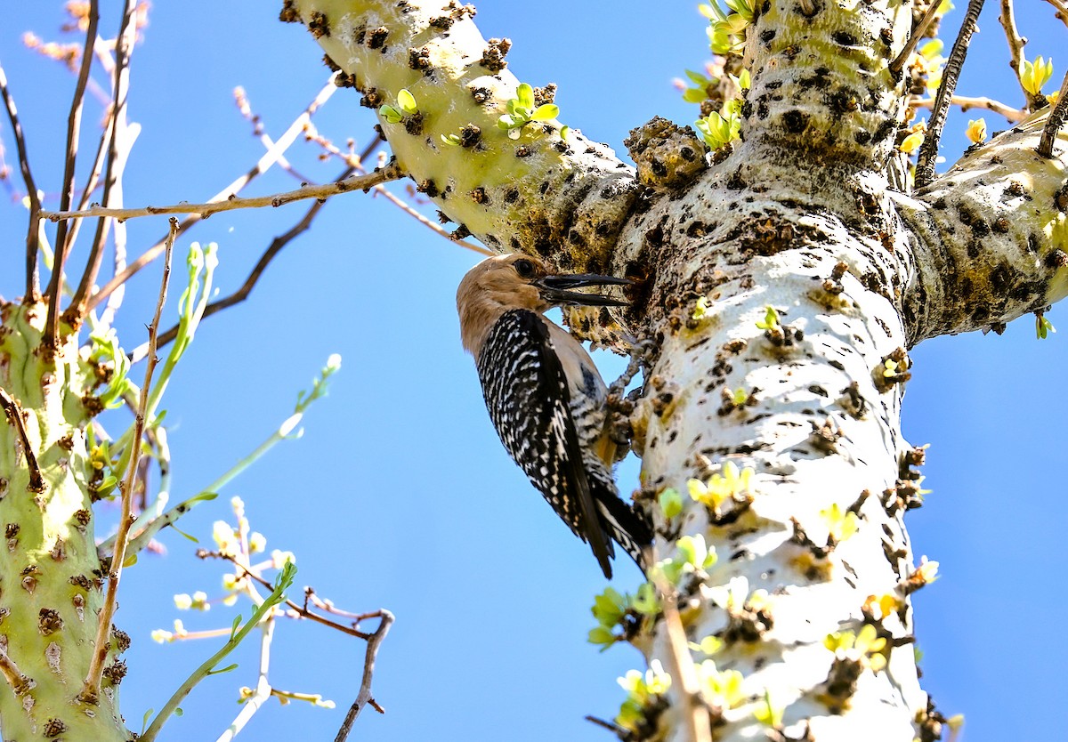 Gila Woodpecker - ML638211032