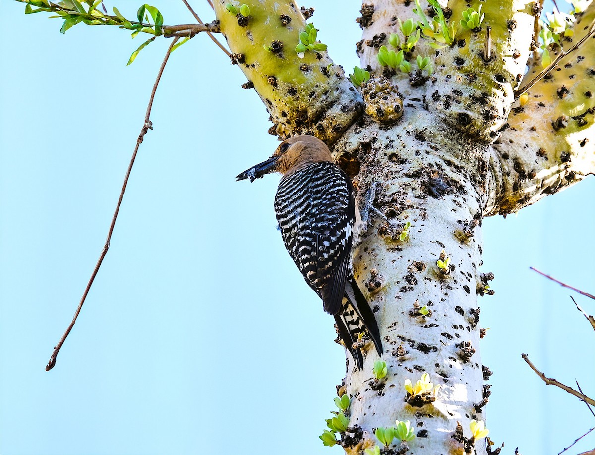 Gila Woodpecker - ML638211033